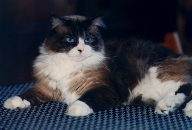 nellie