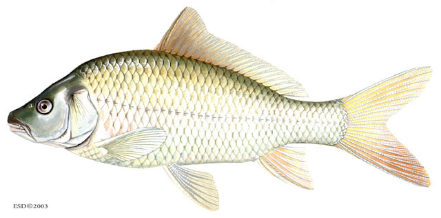Cyprinus_carpio