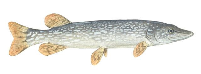 Esox_lucius