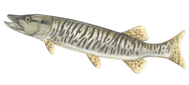 Esox_masquinongy