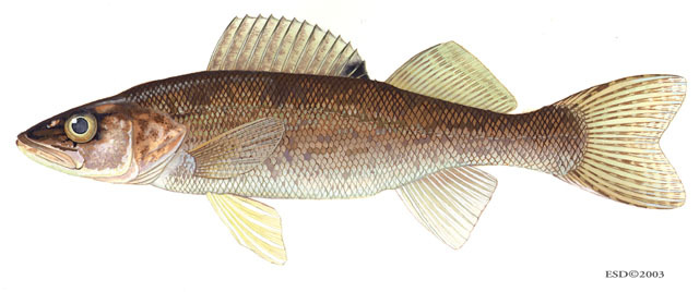 Stizostedion_vitreum