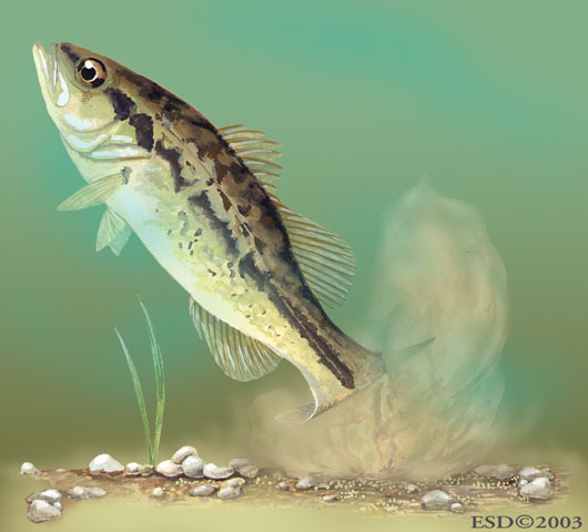 v04_id194_con_basscar