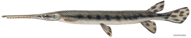 Lepisosteus_osseus