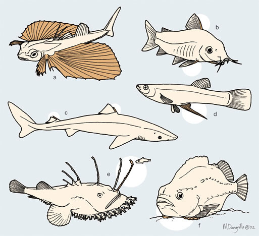 fin_function_diversity