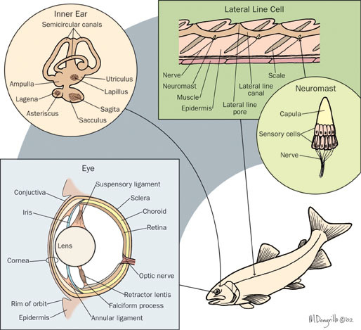 sensory_organs