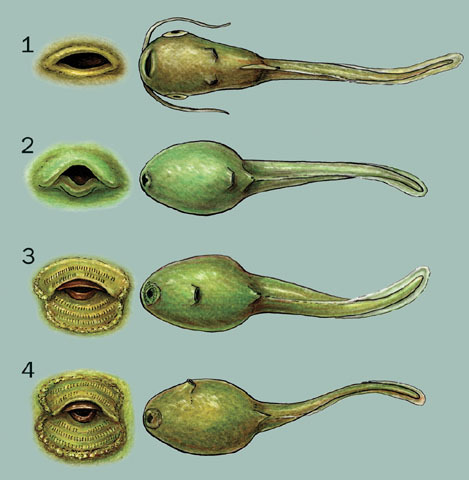 v06_id64_con_tadpoles