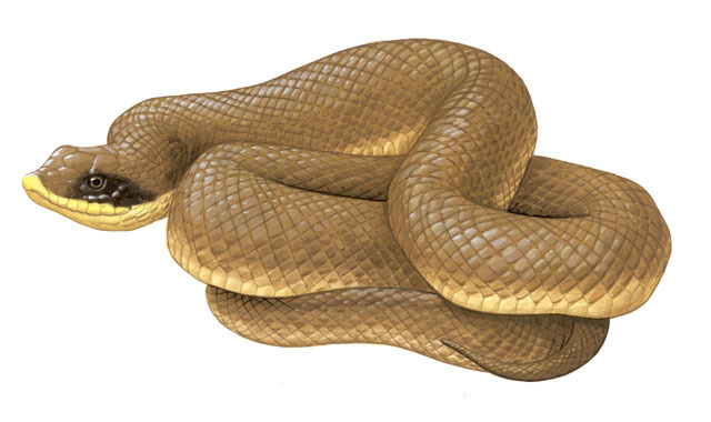 Heterodon_platirhinos