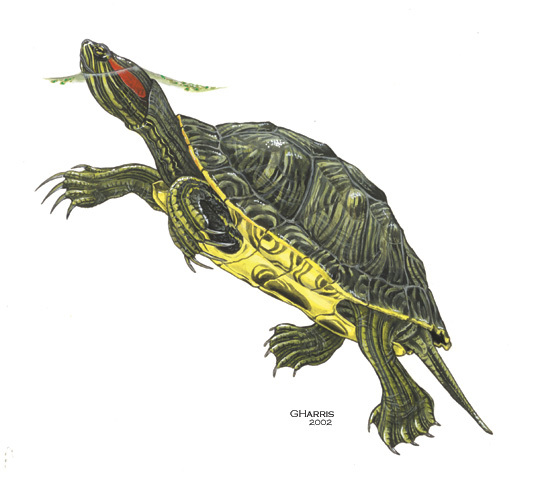 Trachemys_scripta