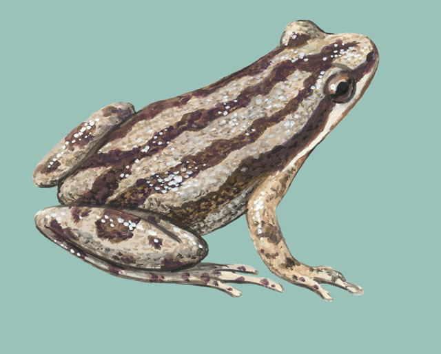 Pseudacris_triseriata