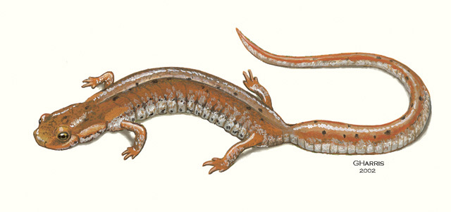 Hemidactylium_scutatum