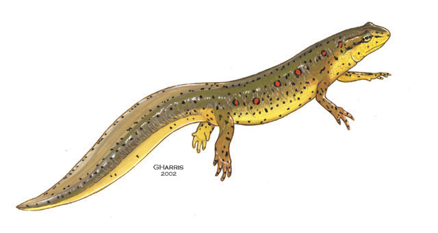 N_viridescens