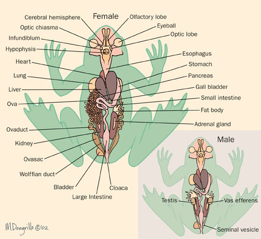 frog_organs
