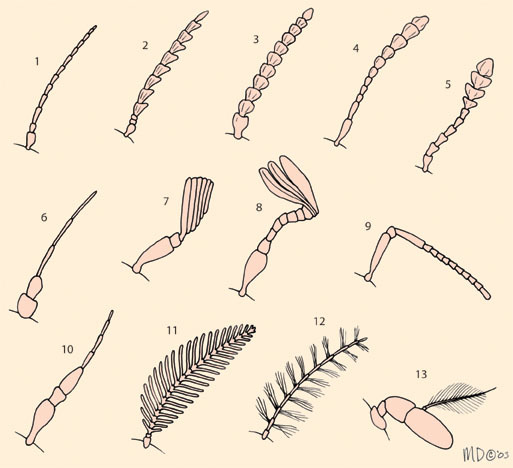antennae_variation