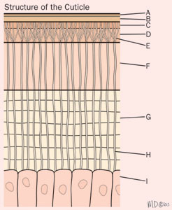 cuticle_structure