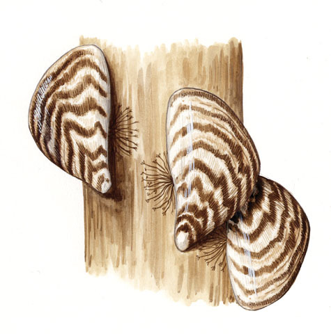 Dreissena_polymorpha