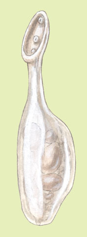 Uvulifer_ambloplitis