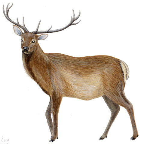 Cervus_elaphus
