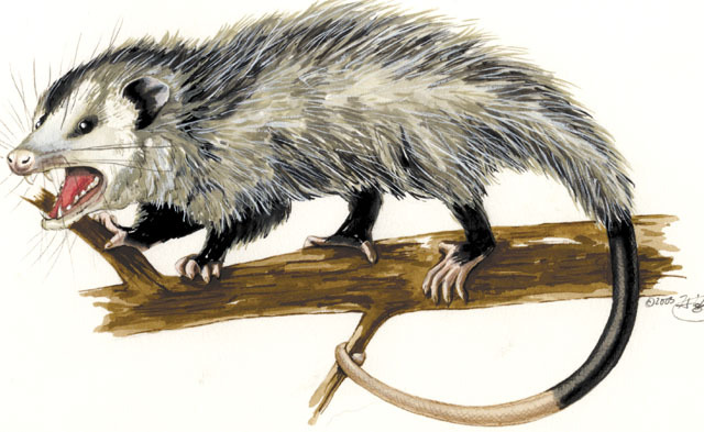Didelphis_virginiana