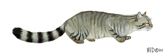 Felis_silvestris