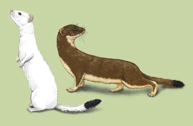 mustela_erminea