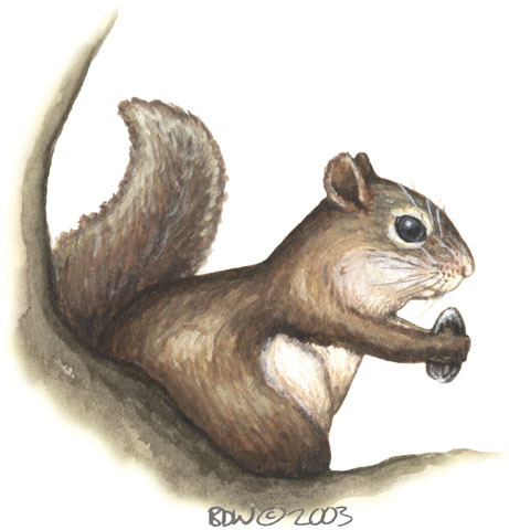 Tamiasciurus_hudsonicus