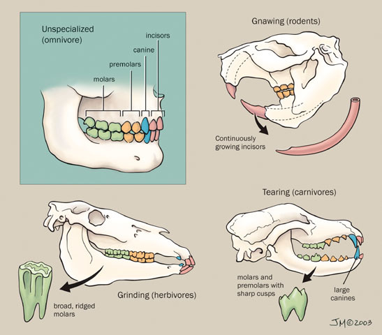 v12_id3_con_mammteeth