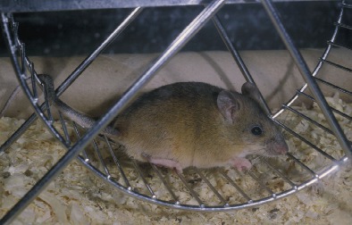 Apomys_littoralis