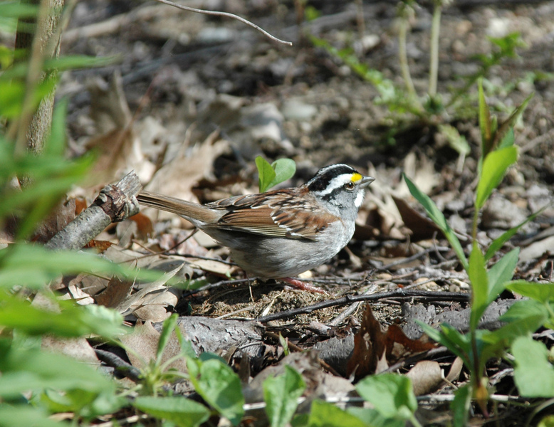 JanetWhitethroat4best