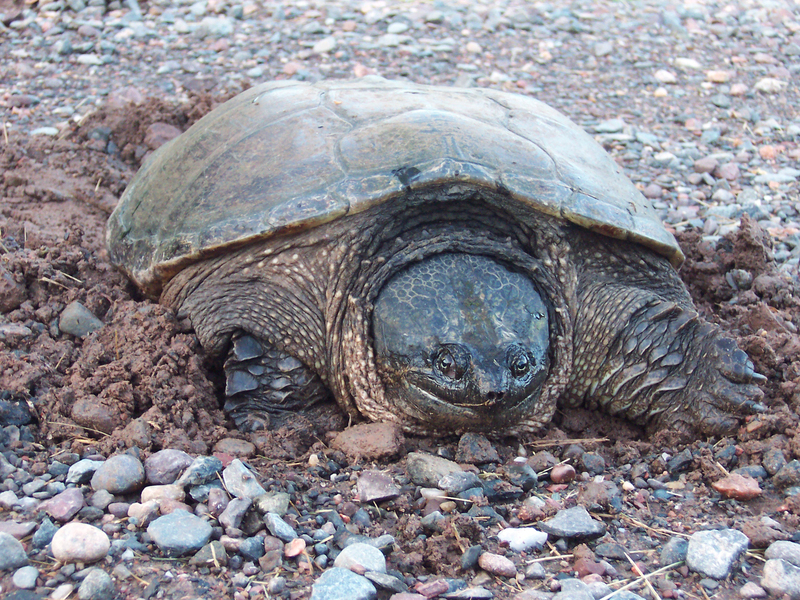 Chelydra_serpentina
