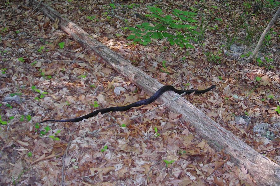 Elaphe_obsoleta1