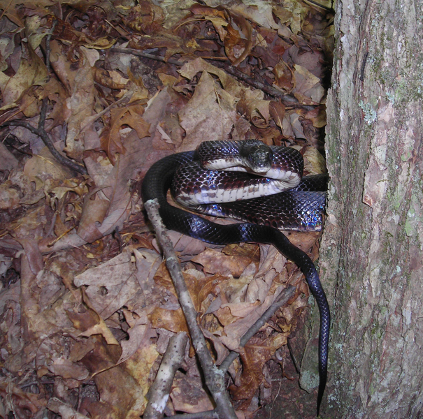 Elaphe_obsoleta2