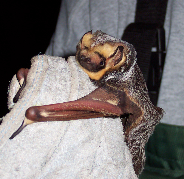 Lasiurus_cinereus1