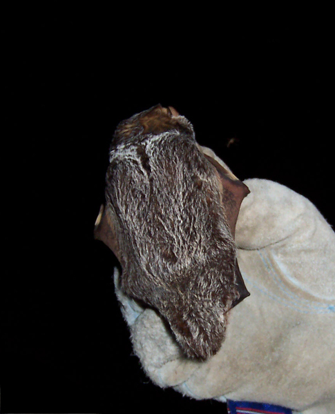 Lasiurus_cinereus_back