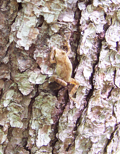 Pseudacris_crucifer