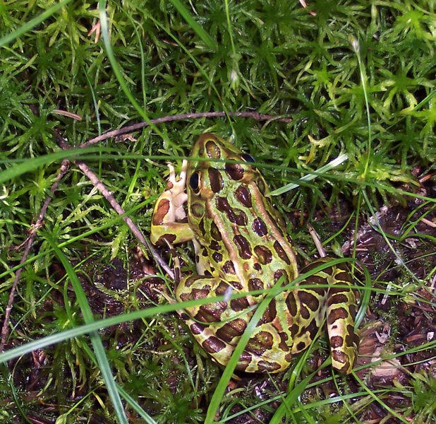 Rana_pipiens