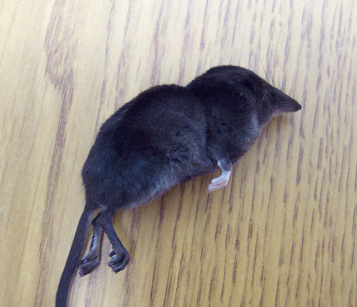 Sorex_palustris