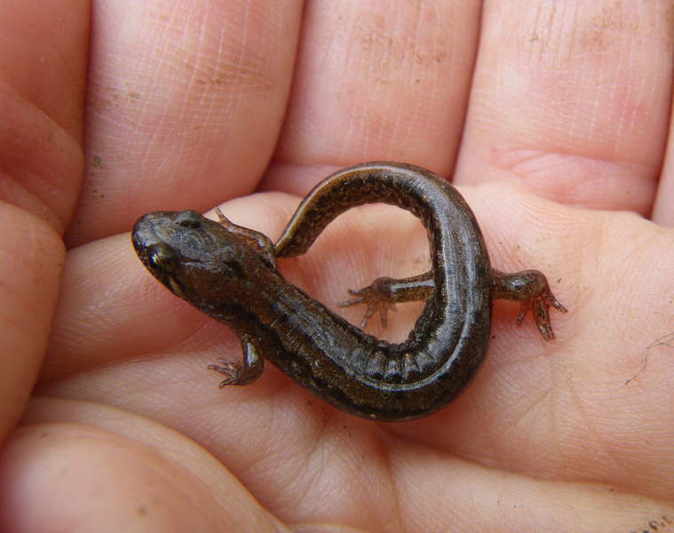 desmognathusP2379
