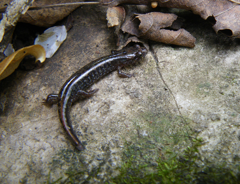 desmognathusP2406