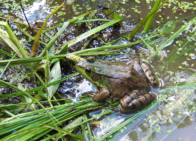 green_frog_female