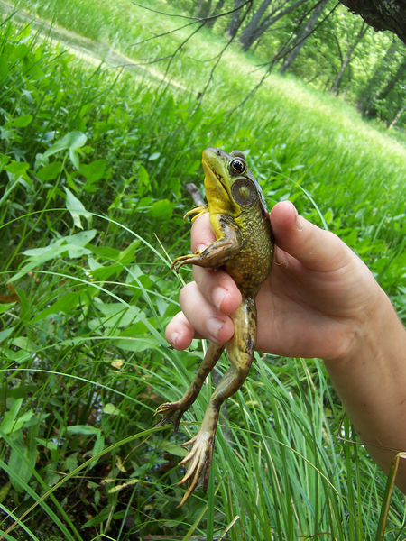 greenfrog1