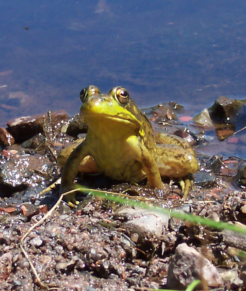 male_Rana_clamitans1