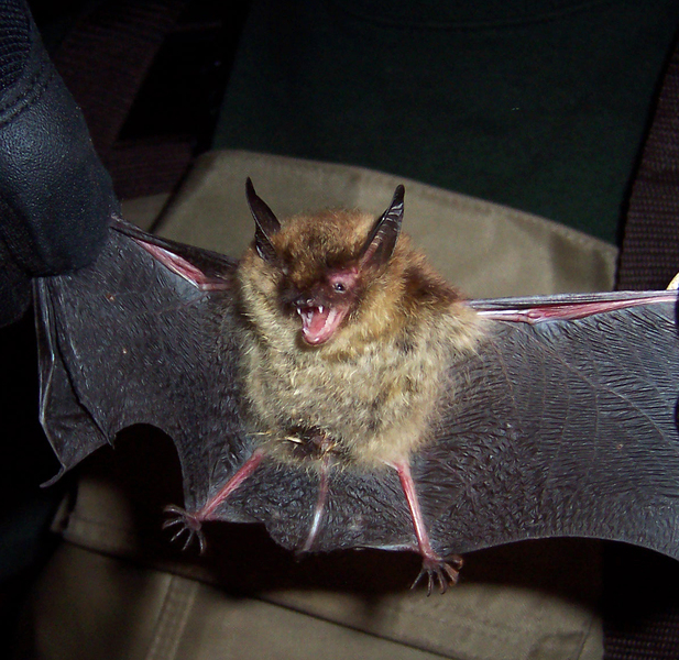 myotis_septentrionalis