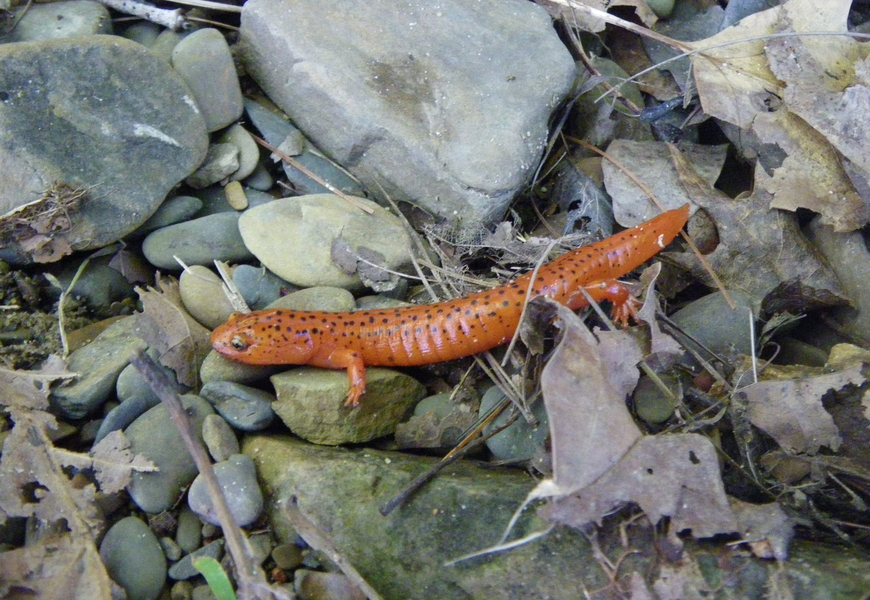 pseudotritonP4003