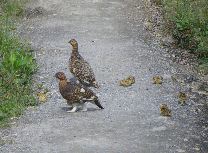 ptarmiganP3636
