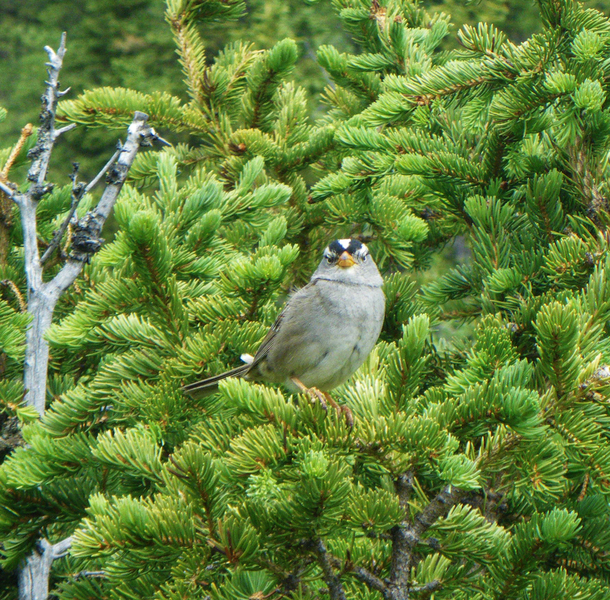 wcsparrowP3663