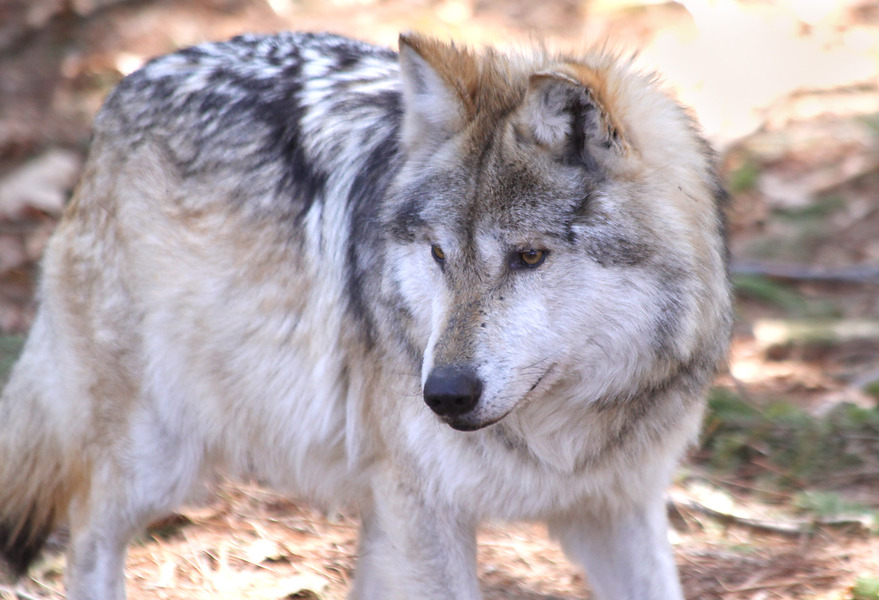 Mexican_wolf6855