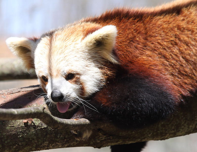 Red_Panda6866