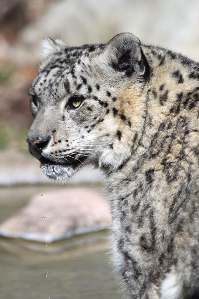 Snow_leopard7181