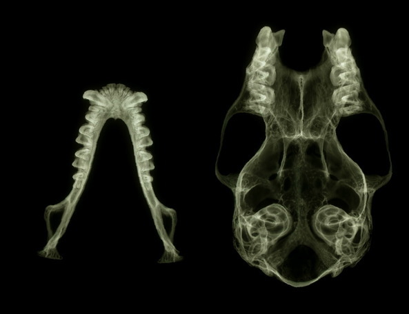 eptesicus_fuscus