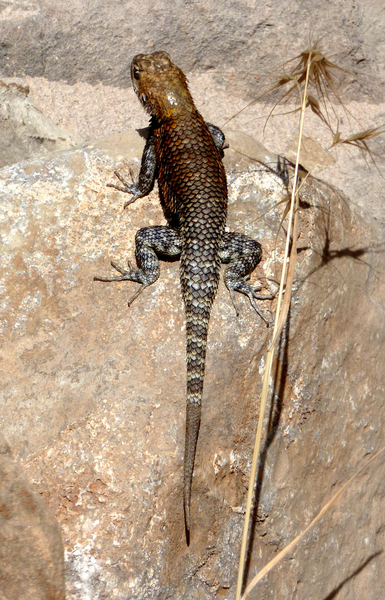 P1010548